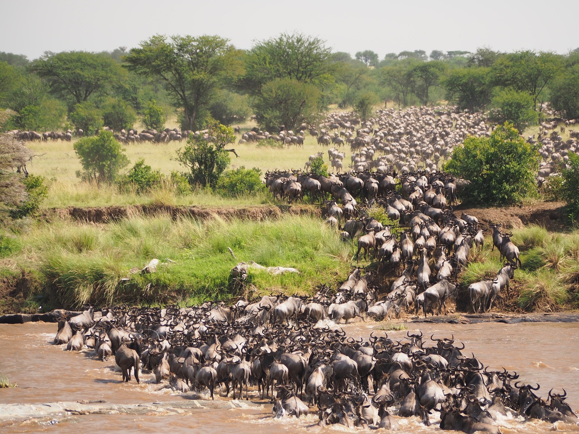 Greatest Show on Earth: The Serengeti Wildebeest Migration