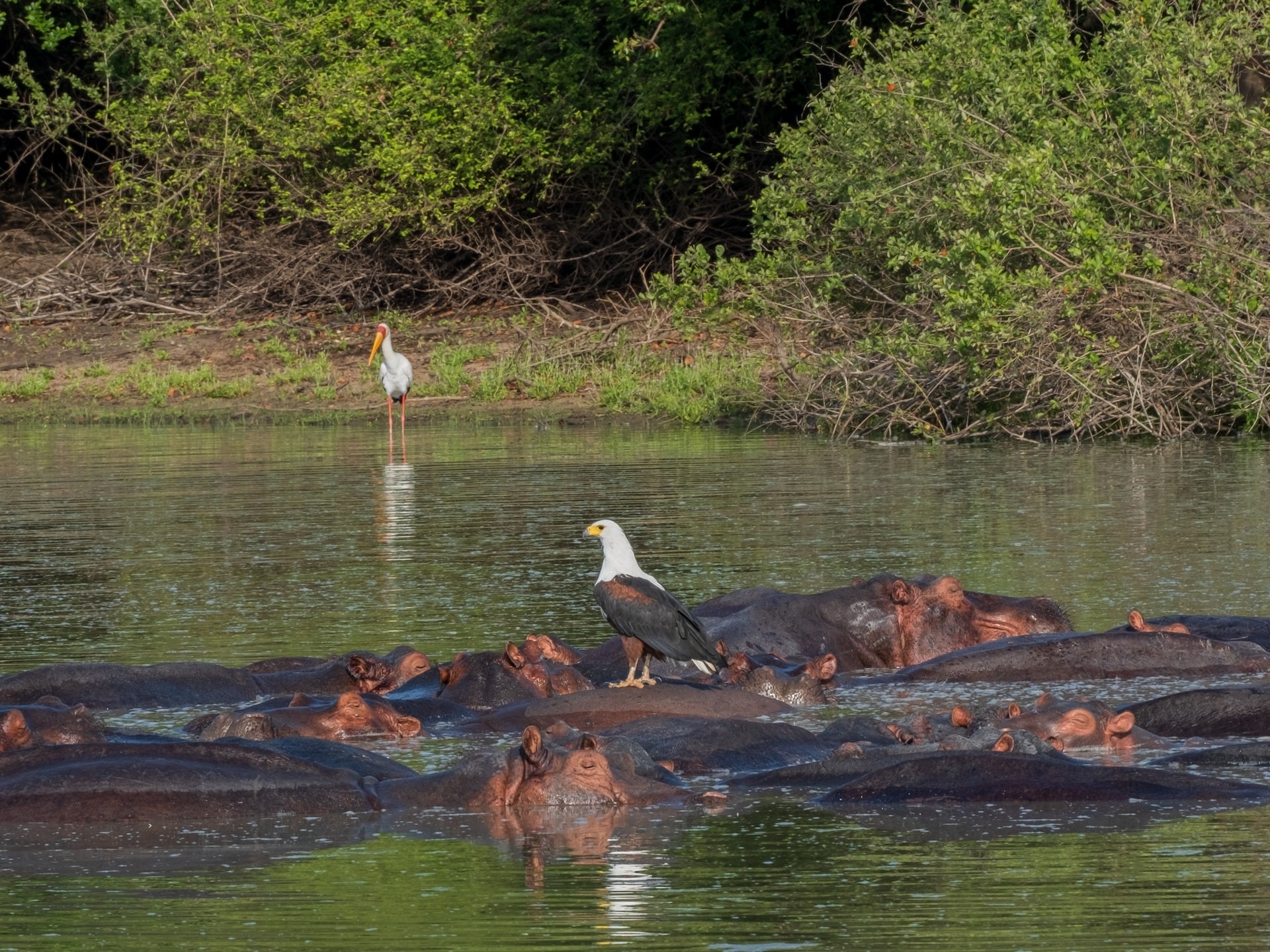 Selous (The Nyerere National Park)
