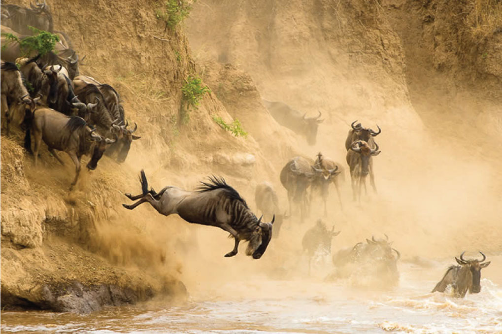 About SVAI Luxe Escapes