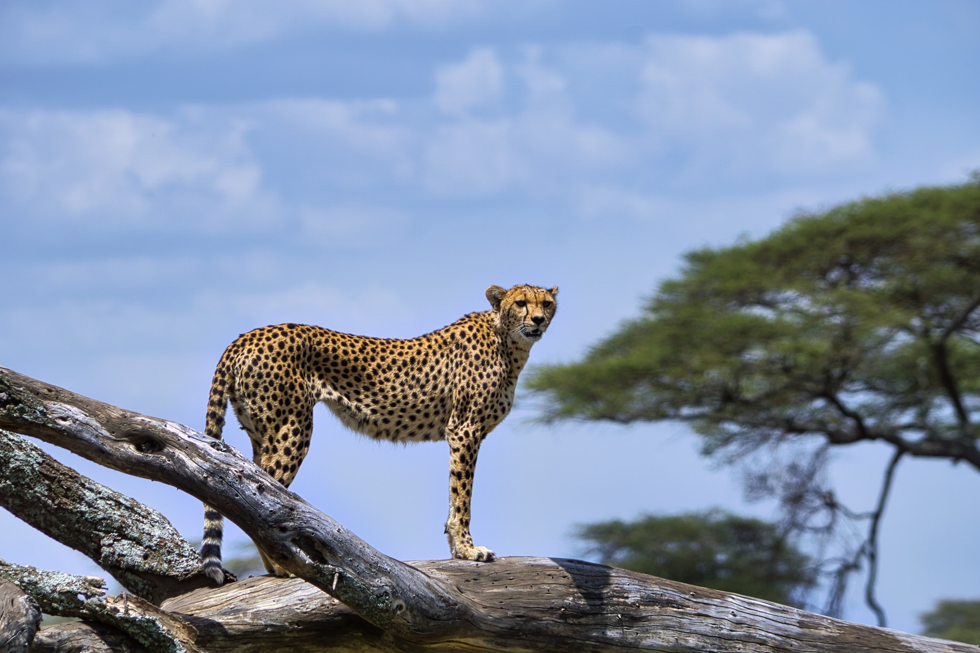 Serengeti National Park