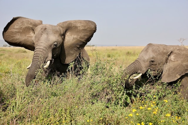 Tarangire National Park
